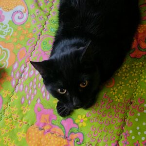 Mela
