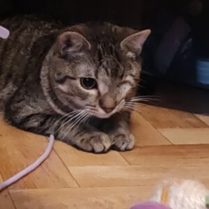 Mela "Piratka"